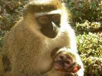 Arabamla Afrika - Uganda : 2-son (Entebbe - Mbarara)