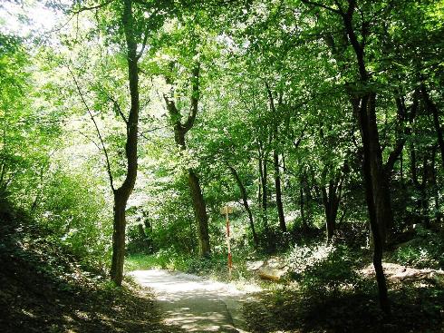 Kahlenberg Ormanlar